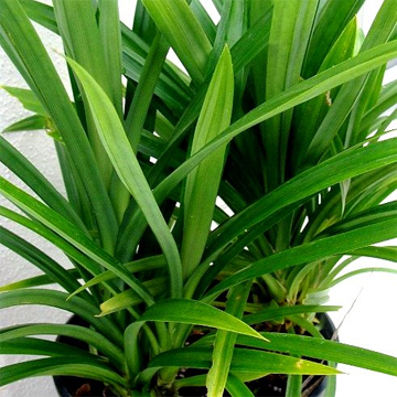 Pandanus Amaryllifolius Plant