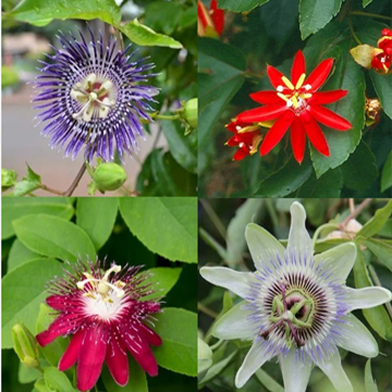 Passiflora (Krishna Kamal) Plant