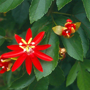 Passiflora Sherry Plant
