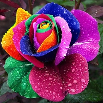 Rainbow Rose Seeds