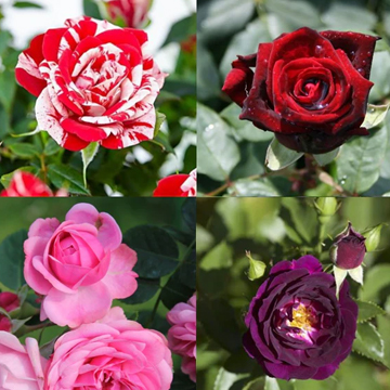 Rose Plant Pack