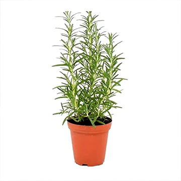 Rosemary Herb Plant