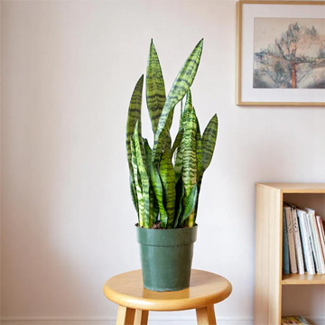 Sansevieria Green Long - Snake Plant