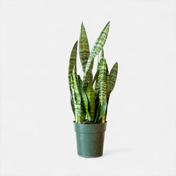 Sansevieria Green Long - Snake Plant - Image 2