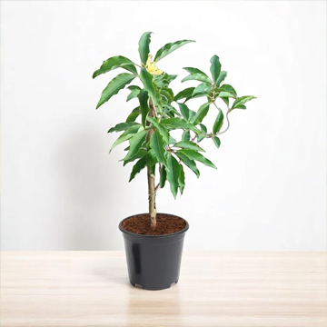 Sonchafa Plant - Image 2