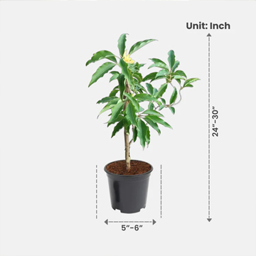 Sonchafa Plant - Image 3