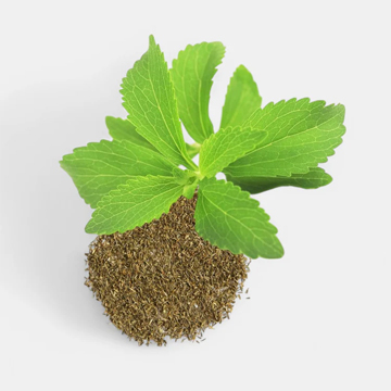 Stevia Seed