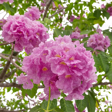 Tabebuia Rosea - Image 2