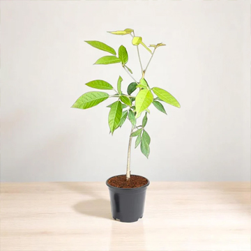 Tabebuia Rosea - Image 3