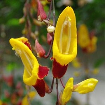 Thunbergia Mysorensis Plant