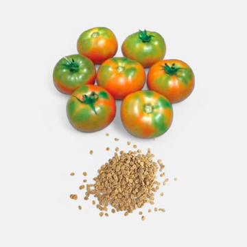 Tomato Seeds PKM - 2GM