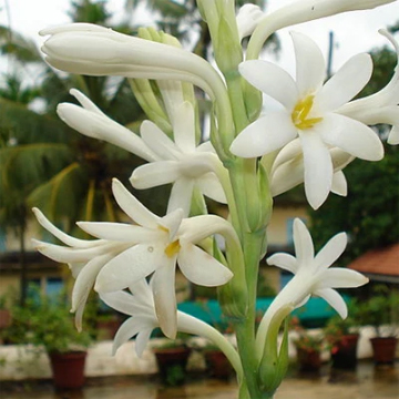 Tuberose, Rajnigandha single Bulb