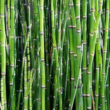 Water Bamboo Plant