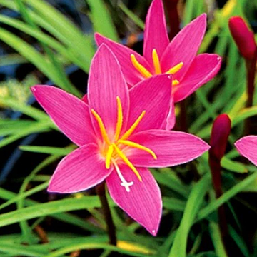Zephyranthes Bulbs
