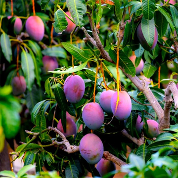 Mango Miyazaki Plant