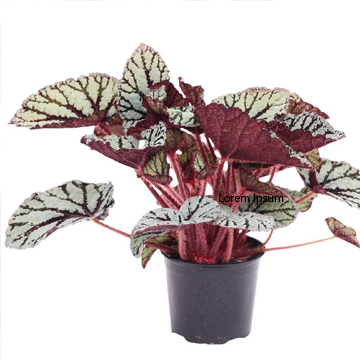 Rex Begonia Plant