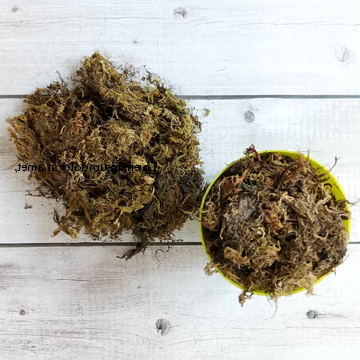 Sphagnum Moss Dry Moss