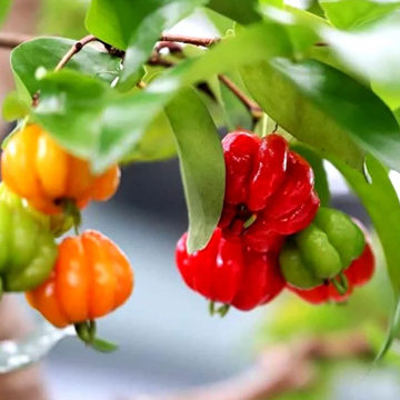 Surinam Cherry Plant